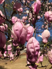 Magnolia Close-Up